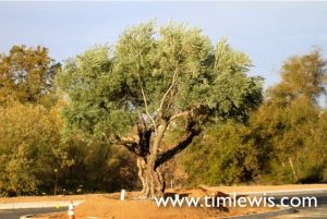 Mature olive trees welcome you to Crowne Point, in Rocklin, Ca., by Tim Lewis Communities