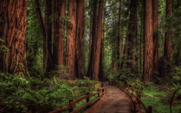 Muir Woods