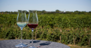 Two glasses of wine in front of a beautiful vineyard, as seen at events in Amador Wine Country.